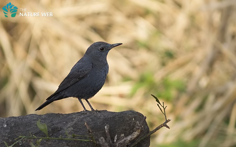 Blue Rock Thrush